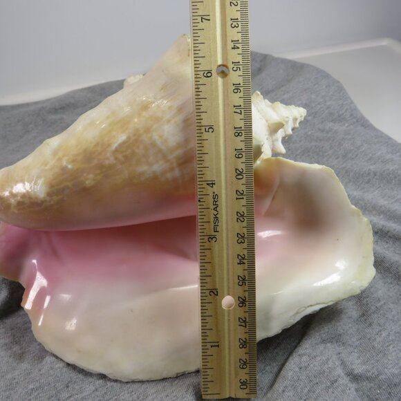 Large REAL Conch Sea Shell 7" tall 9" wide has some chips Tan pink white outer - Picture 2 of 10